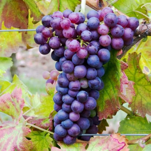 Szőlő Swenson Red kép 1 termék 7375