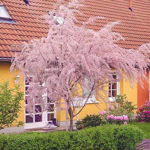 Tamariska kisvirágú, P9 kép 1 termék 9102