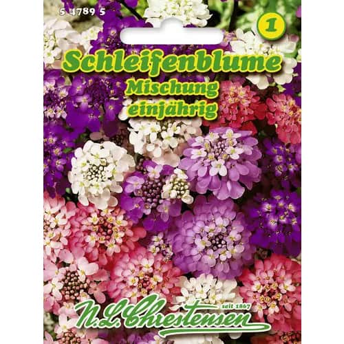 Tatárvirág Candy Tuft, színkeverék kép 1 termék 96428