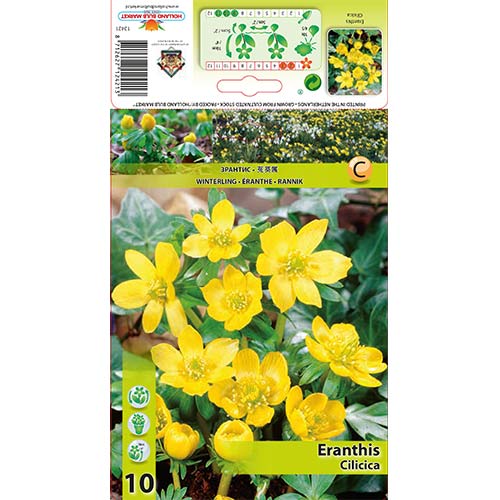 Téltemető Cilicica kép 1 termék 70313