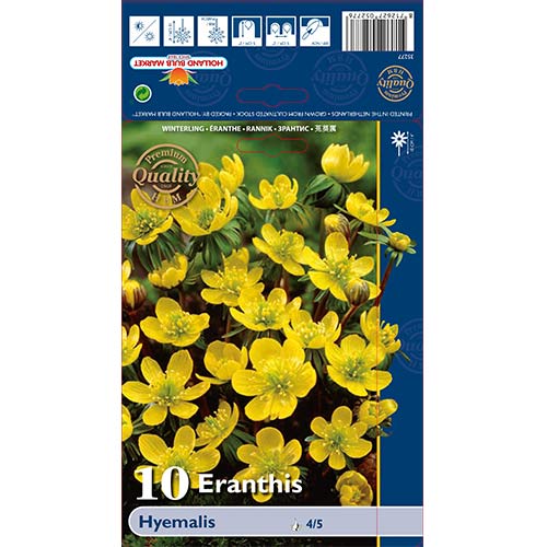 Téltemető Hyemalis kép 1 termék 68052