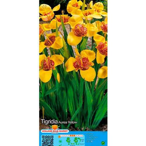 Tigridia Yellow kép 1 termék 76505