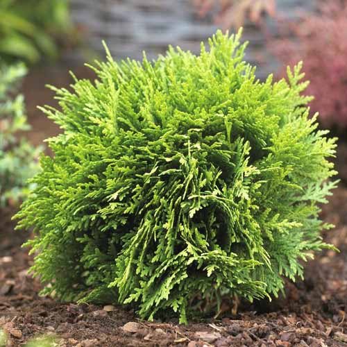 Tiszafa Danica, C2 kép 1 termék 7750