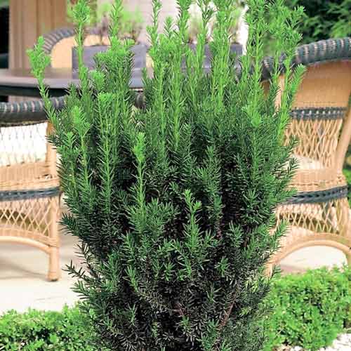 Tiszafa Hillii kép 1 termék 9691