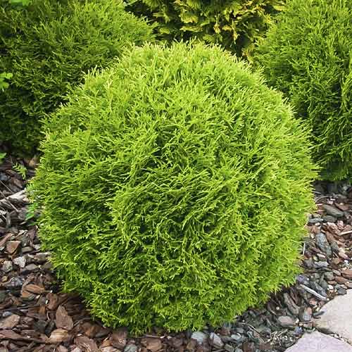 Tiszafa Little Giant, C3 kép 1 termék 7751