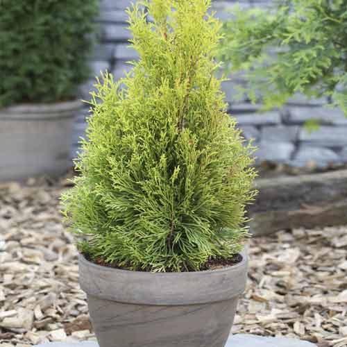 Tiszafa Smaragd, C2 kép 1 termék 7752