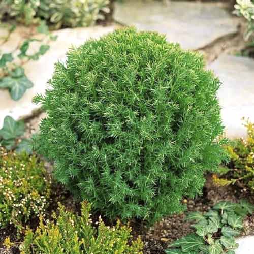 Tiszafa Teddy, C2 kép 1 termék 7753