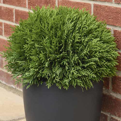 Tiszafa Tiny Tim, C2 termék fotó 1 Tiszafa Tiny Tim, C2 kép 1 termék 7754