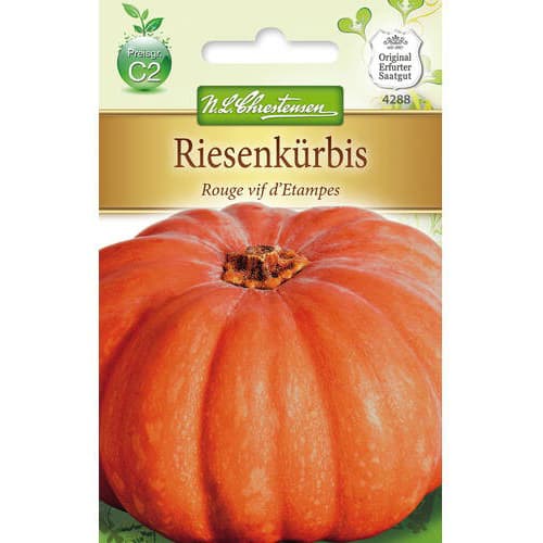 Tök Rouge vif d'Etampes kép 1 termék 78797