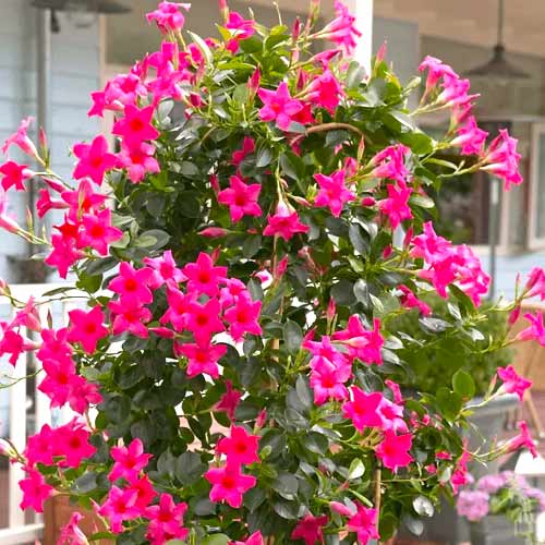 Tölcsérjázmin (Mandevilla) Pink termék fotó 1 Tölcsérjázmin (Mandevilla) Pink kép 1 termék 77813