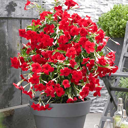 Tölcsérjázmin (Mandevilla) Red termék fotó 1 Tölcsérjázmin (Mandevilla) Red kép 1 termék 77814