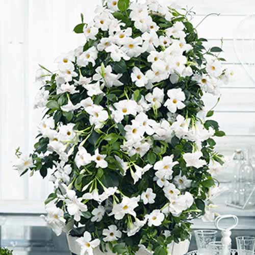 Tölcsérjázmin (Mandevilla) White termék fotó 1 Tölcsérjázmin (Mandevilla) White kép 1 termék 77812