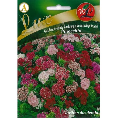 Törökszegfű Pinocchio, színkeverék kép 1 termék 86762