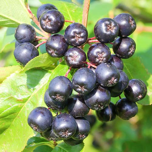 Törpeberkenye fekete Galicjanka termék fotó 1 Törpeberkenye fekete Galicjanka kép 1 termék 9320