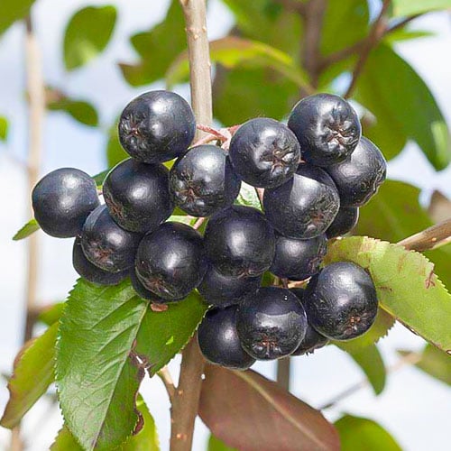 Törpeberkenye fekete Nero, P9 termék fotó 1 Törpeberkenye fekete Nero, P9 kép 1 termék 8203