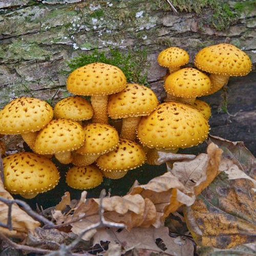 Tőkegomba (Nameko) kép 1 termék 96884