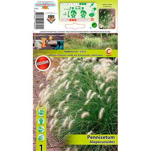 Tollborzfű (Pennisetum) Alopecuroides termék fotó 1 Tollborzfű (Pennisetum) Alopecuroides kép 1 termék 76345