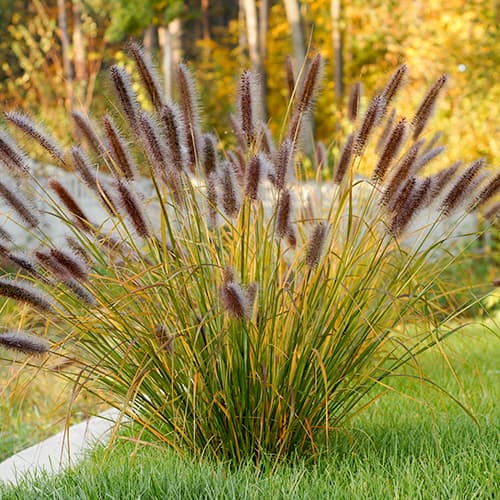 Tollborzfű (Pennisetum) Red Head termék fotó 1 Tollborzfű (Pennisetum) Red Head kép 1 termék 76346