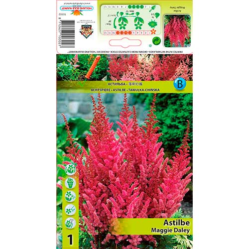 Tollbuga (Astilbe) Maggie Daley termék fotó 1 Tollbuga (Astilbe) Maggie Daley kép 1 termék 76179
