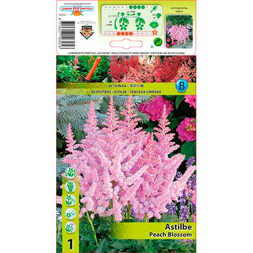 Tollbuga (Astilbe) Peach Blossom termék fotó 1 Tollbuga (Astilbe) Peach Blossom kép 1 termék 76180