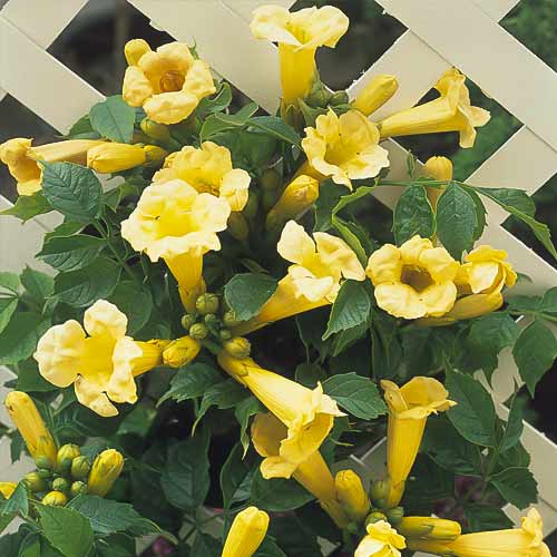 Trombitafolyondár Flava, C2 kép 1 termék 8210