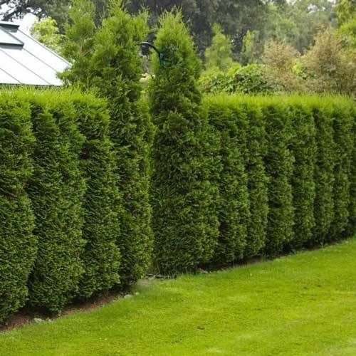 Tiszafa Columna, C2 kép 1 termék 9413