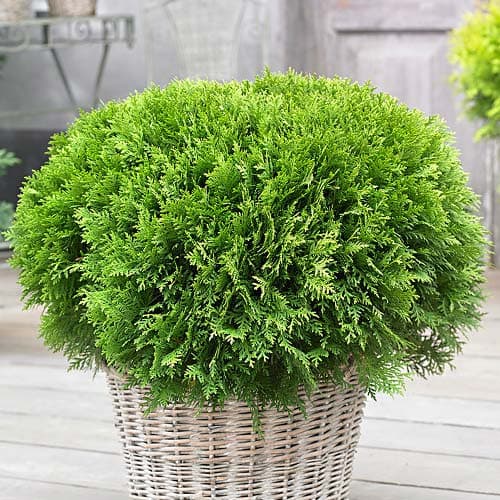 Tuja Danica, Р9 kép 1 termék 9466