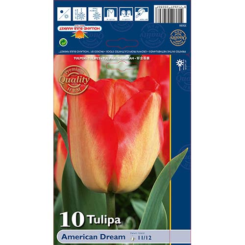 Tulipán American Dream termék fotó 1 Tulipán American Dream kép 1 termék 68026