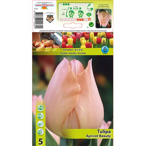 Tulipán Apricot Beauty termék fotó 1 Tulipán Apricot Beauty kép 1 termék 67864
