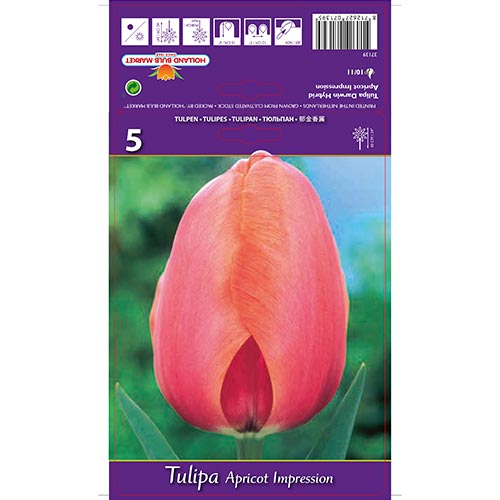 Tulipán Apricot Impression kép 1 termék 67687