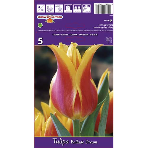 Tulipán Ballade Dream kép 1 termék 67477