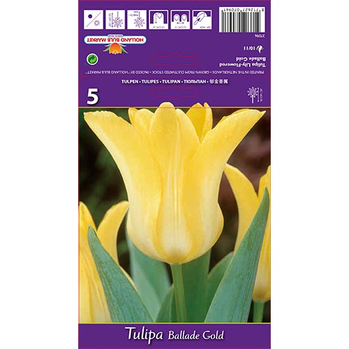 Tulipán Ballade Gold kép 1 termék 67478