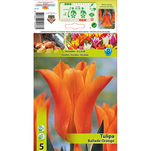 Tulipán Ballade Orange kép 1 termék 67690