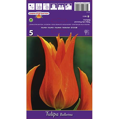Tulipán Ballerina termék fotó 1 Tulipán Ballerina kép 1 termék 67754