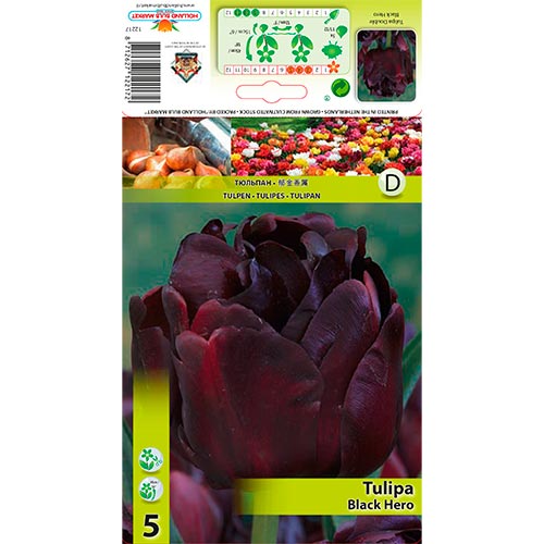 Tulipán Black Hero termék fotó 1 Tulipán Black Hero kép 1 termék 67455