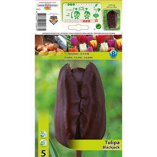 Tulipán Black Jack kép 1 termék 67839