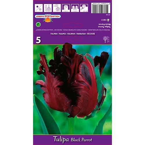 Tulipán Black Parrot termék fotó 1 Tulipán Black Parrot kép 1 termék 67489