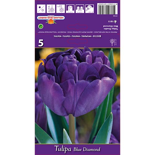 Tulipán Blue Diamond kép 1 termék 67769