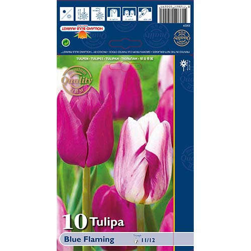 Tulipán Blue Flaming mix multicolor termék fotó 1 Tulipán Blue Flaming mix multicolor kép 1 termék 68030