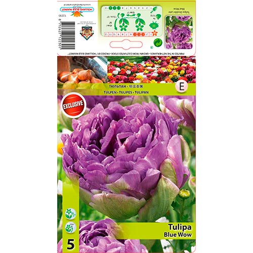 Tulipán Blue Wow kép 1 termék 67701