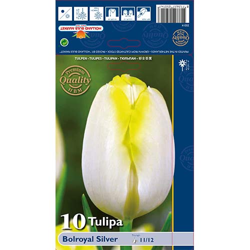 Tulipán Bolroyal Silver kép 1 termék 67706