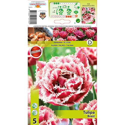Tulipán Brest kép 1 termék 68076
