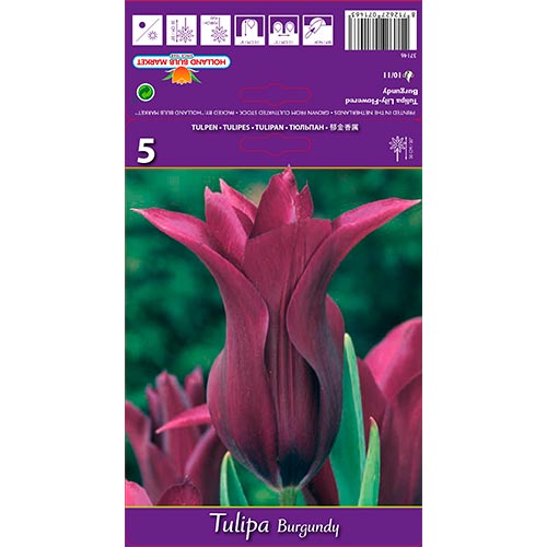 Tulipán Burgundy kép 1 termék 67759