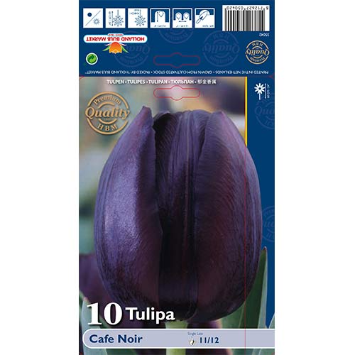 Tulipán Cafe Noir kép 1 termék 67739