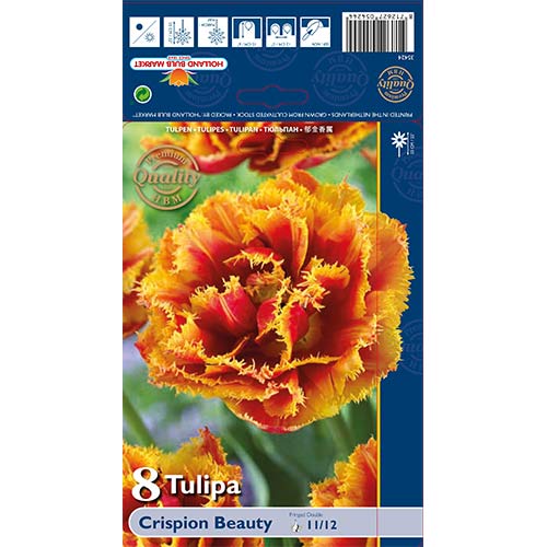 Tulipán Crispion Beauty kép 1 termék 68027