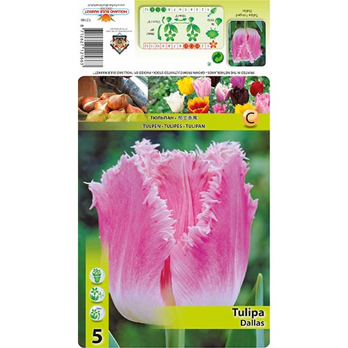 Tulipán Dallas kép 1 termék 67694