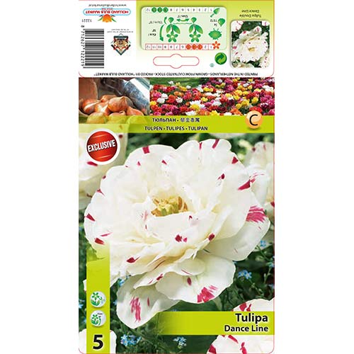 Tulipán Dance Line kép 1 termék 67457
