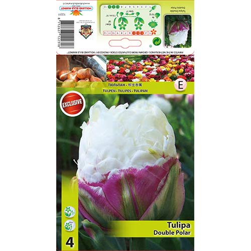 Tulipán Double Polar termék fotó 1 Tulipán Double Polar kép 1 termék 67485