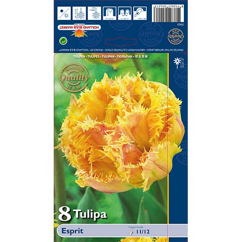 Tulipán Esprit kép 1 termék 68029