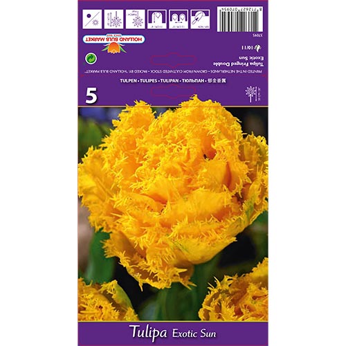 Tulipán Exotic Sun kép 1 termék 67698